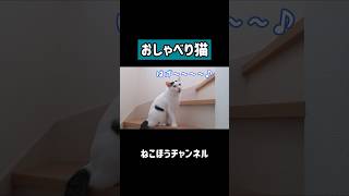 お喋りして歌える猫がこちらです！ #shorts