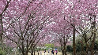 2021 青山坪咖啡農場-櫻花季(4K)