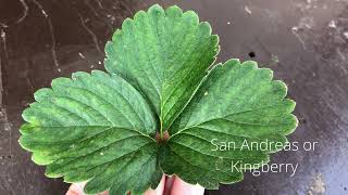 HOW TO IDENTIFY STRAWBERRY VARIETY BASED ON THEIR LEAVES / STRAWBERRIES. Tam-awan Berry Garden