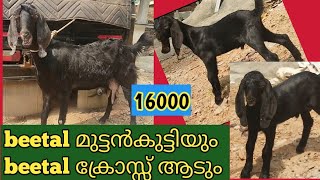 beetal മുട്ടൻകുട്ടിയും🐐 beetal ക്രോസ്സ് ആടും🐐 വേണോ 16000 മാത്രം 960520415