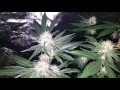 start of day 32 flower super frosty frost giant jawa kush and liberty haze.