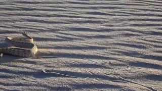 Sidewinder rattlesnake sidewinding across dune