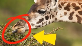 Why Giraffes Don't Get Hurt by Thorns!