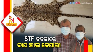 Odisha STF Seizes Two Leopard Skins In Mayurbhanj, Two Arrested | NandighoshaTV