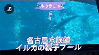 名古屋水族館 イルカの親子プール 2024.10.13