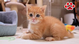 【保護39日目】何度も叩かれても逃げない子猫、りるとねるには耐えきれず限界突破のガチギレその衝撃の瞬間を見逃すな！【瀬戸のミエル日記】