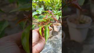 নতুন অতিথিরাও এখন ডানা মেলতে শুরু করেছে #shorts #gardening #youtubeshorts #bangla #minivlog