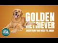 Golden Retriever Dog Breed Guide | Dogs 101 - Possibly the Perfect Dog