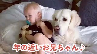 お兄ちゃんはゴールデン！ 弟たちと同じ目線になって遊んでくれるワンコの日常♪