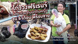 ไก่งวงฟรีเรนจ์ เลี้ยงง่ายกินผักกินหญ้า ขุน 6 เดือน พร้อมขาย