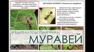 Вредители подсолнечника: Муравей (ч2) Агроторг.ин.юа