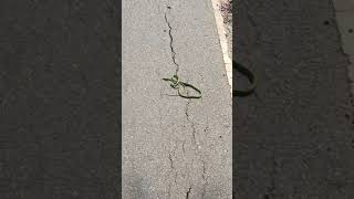 green snake dead on roadside