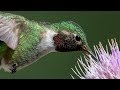 Nikon D850 & D500 Capture Incredible Detail &  High Speed Action Hummingbird In Flight Photography