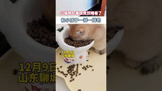 小猫咪吃着饭竟然睡着了