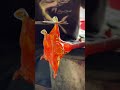 🔥how my giant starfish come alive art glassblowing