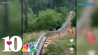A mountain coaster rider's close encounter with a bear & her cubs at Anakeesta