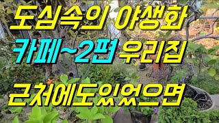 야생화/야생화카페/wild  flower/bonsai/盆栽