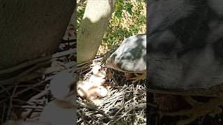 Shikra’s Fresh Kill: Baby Hawks Feast on Prey (p6)#viral #trending #shorts #short