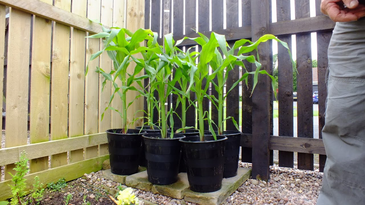 Sweet Corn Growing Steps