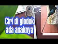 Tanda jika di glodok ada anak murai batu