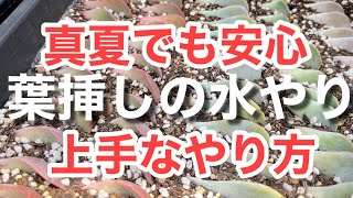 【多肉植物】 葉挿しの水やりは苗とは違ったやり方で　必要なのは湿気と乾燥 ＃多肉＃多肉植物＃多肉の育て方