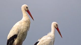 Störche mit Storchennest im Wildpark Frankenhof