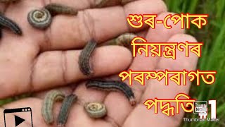 শুৰ পোক.   Insect and Pest Control in Paddy (धान में कीट और रोग नियंत्रण)