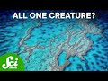 The 5 Largest Living Things