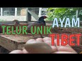 Telur unik Ayam Tibet