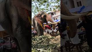 ഗണപതി 🐘 ഓച്ചിറ ആനയൂട്ട് 2023. ഒരാന കാഴ്ച. 🐘 Oachira.  Aanaoottu ✨ Ganapathy #Ganeshanthem