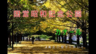 【イイ旅散歩】国営昭和記念公園・イチョウ並木 の黄葉　JR立川駅から歩いてみました！