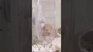 スローにしてみたら可愛いすぎた☁️🤍 #hamster#ハムスター #キンクマハムスター #ゴールデンハムスター #ハムスターのいる生活