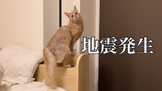 2022年3月16日 地震発生時の美猫の様子。