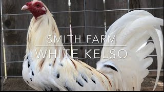 SMITH FARM -WHITE GREY , WHITE KELSO