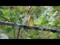 アカメガシワでキビタキ（♂・♀）乱舞－摩耶山－2017 09 29