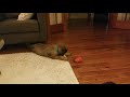 briard puppy playing