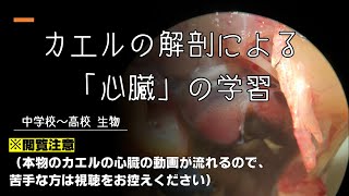 【観察】カエルの心臓を観察して「心臓のつくり」についての学習