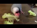 レタス食べるのに夢中な桜文鳥ほーちゃん 文鳥動画