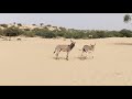 male donkey with female donkey mating time in thar desert