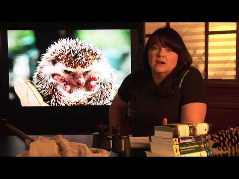 Where do hedgehogs live habitat?
