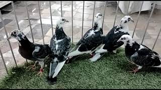 @racingpigeon baby racing @janaarden 2022 pigeons jan aarden blode line @pigeon breeding House UAE