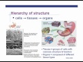 Animal Phyla Characteristics Part 1