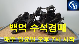 백억 수석경매 실시간 경매 라이브 9월12일(일요일) 지금실시간방송 수석경매 수석경매장 최고의수석