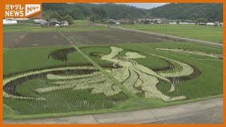 【見頃】仙台出身のプロスケーター＜羽生結弦＞さんをデザイン　田んぼアート（宮城・角田市）