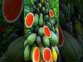 A new way to plant a hybrid tree from papaya with watermelon from #growingfruit