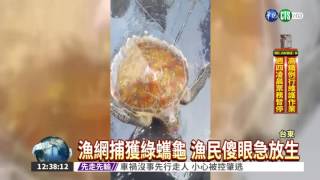 海龜覓食成獵物 漁民捕捉放生