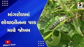 Mangrol News | માંગરોળમાં સોયાબીનના પાક માથે જોખમ | Soyabean Crop | Crop Loss | Farmers