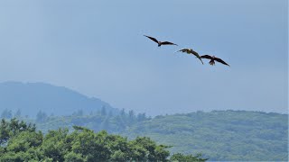 コンゴウインコ３羽が大空を舞います！フリーフライト・バードパフォーマンスショー「BROAD」(スマホ版）⑥　那須どうぶつ王国にて　2021年7月24日