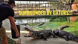 I went into an Alligator Pit with 9 hungry adult gators...