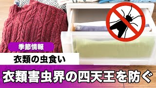 衣類の虫食い 衣類害虫界の“四天王”をどう防ぐ!?